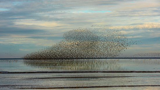 RSPB Snettisham