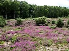 Buxton Heath