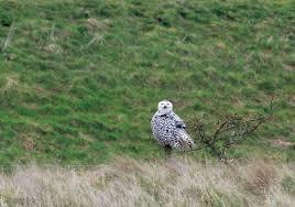 Snettisham RSPB reserve