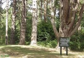 Sandringham Country Park