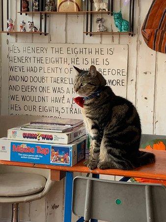 Darling Darlings Cat Lounge