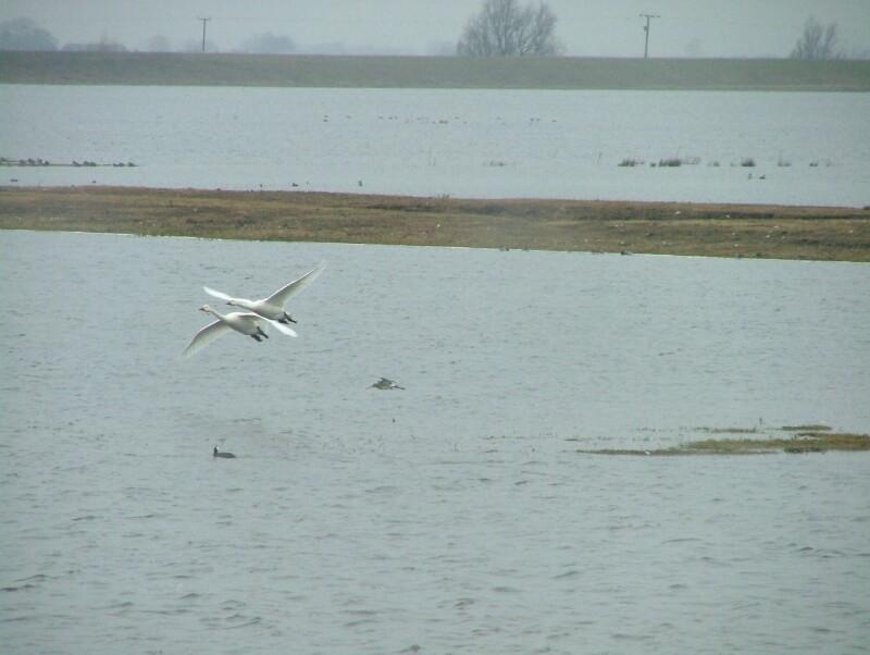 Ouse Washes