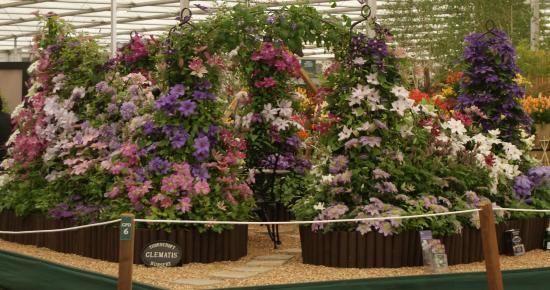 Thorncroft Clematis
