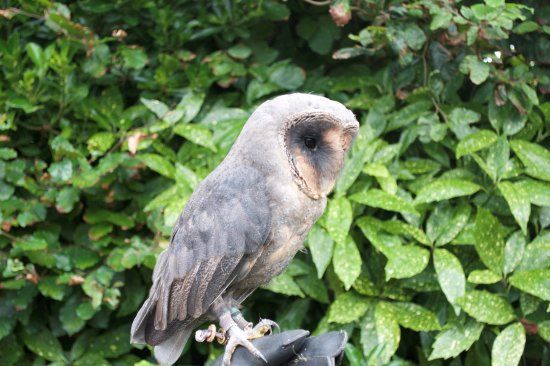 Happisburgh Owls