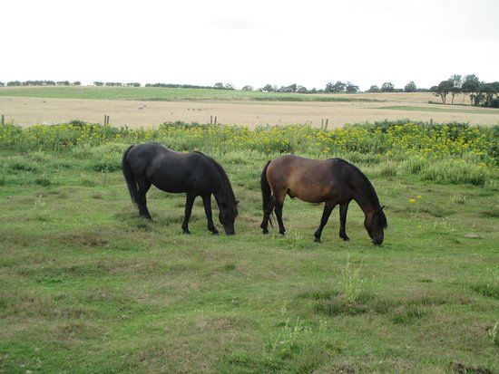 Roydon Common