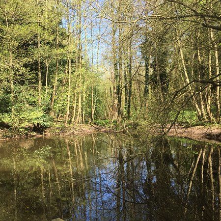 Pretty Corner Woods