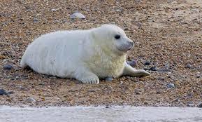 Beans Seal Trips