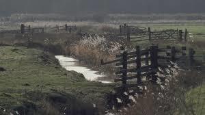 RSPB Buckenham Marshes