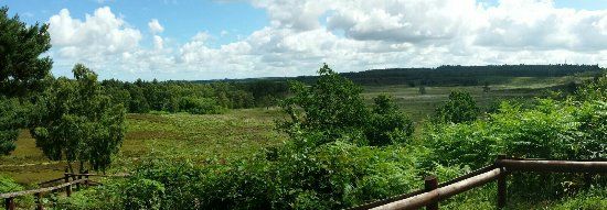 Dersingham Bog